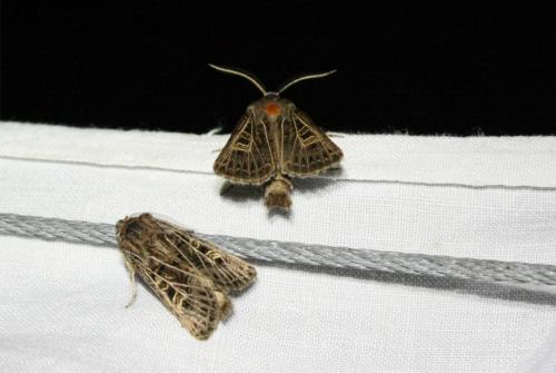 Tholera decimalis